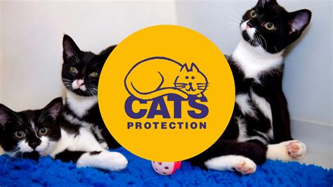 best cat charities